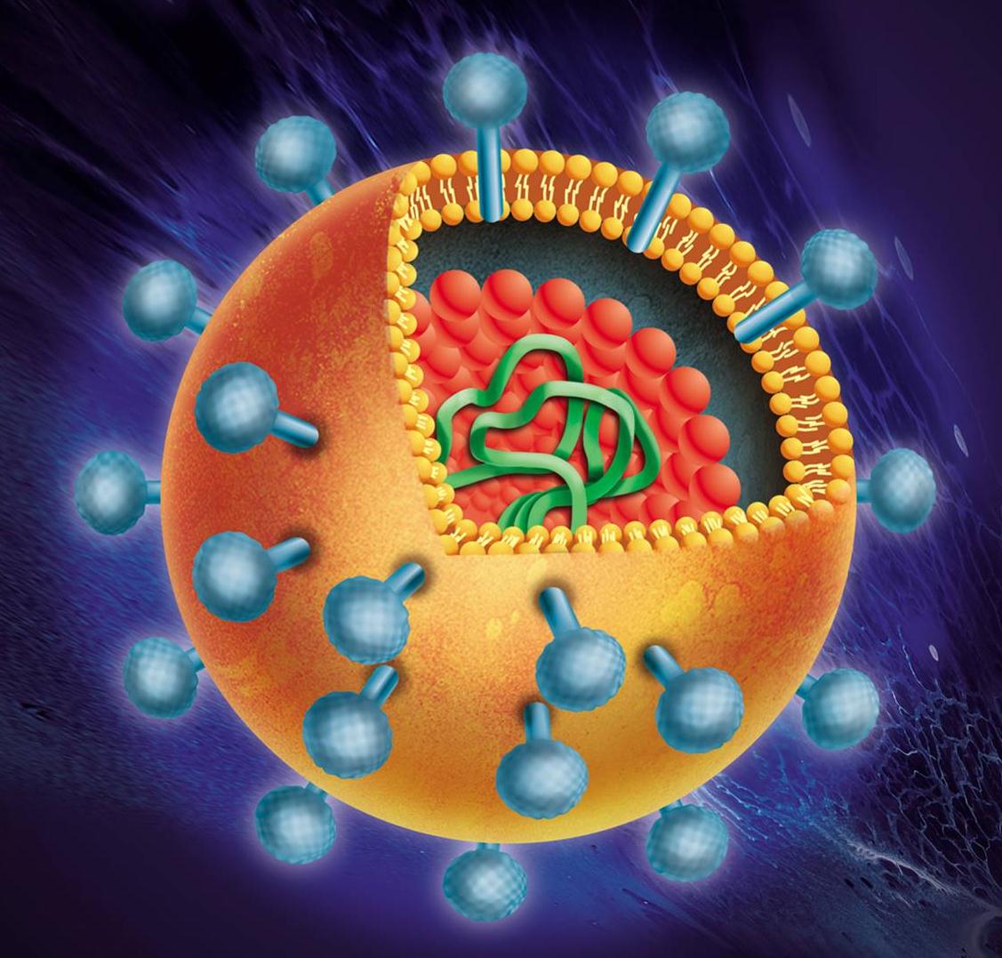 HCV viral structure RNA genome