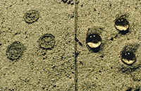 rundt jordjord- (sand (sand--) partiklerna Courtesy of Tammo Steenhuis, Cornell University Var kommer det hydrofobe, organiske materialet från?