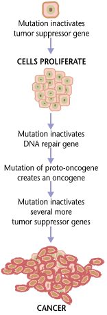 4.2 Genetiske forandringer og malign transformasjon Man vet at kreft oppstår ved at celler gjennomgår malign transformasjon (Figur 7) [24].