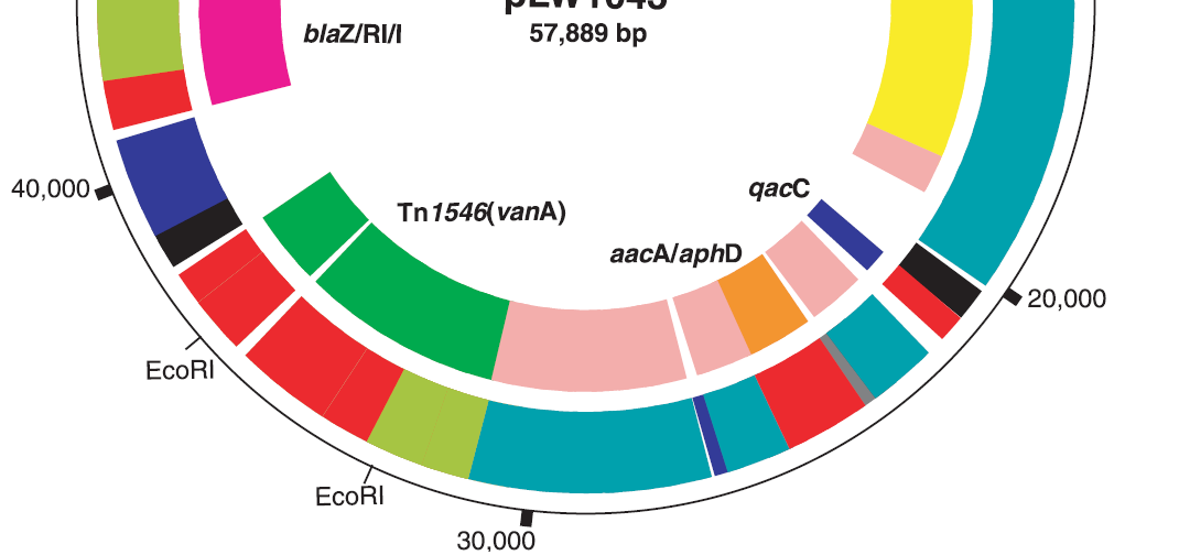 S. PYOGENES RESISTENSFAG Resistensegenskaper: mef(a) erytromycin tet(o) tetracyklin Brenciani 2010 AAC 54:221-9 Spredningsegenskaper: - komponenter som styrer vertens DNA replikasjon - proteiner som