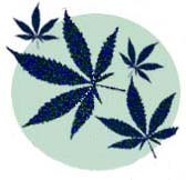 Cannabis og syntetiske cannabinoider; laboratorieprøver i biologisk materiale Cannabis og bilkjøring Vigdis Vindenes,
