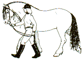 TØYLEFØRING Hold alltid orden på tøylene, spesielt tøyleenden, slik at hesten ikke kan komme til å trå i tøylene. Høyre hånds pekefinger skal være mellom tøylene, og grepet holdes ca.