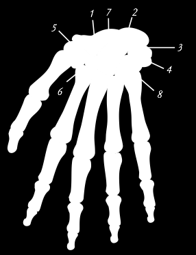 Art. Manus (håndleddene) (Anatomiboken Leddlære s 60) Sadelledd Eggledd 89 Carpus Består av 8 carpalknokler Metacarpus Os metacarpale 1 (tommel) Os metacarpale
