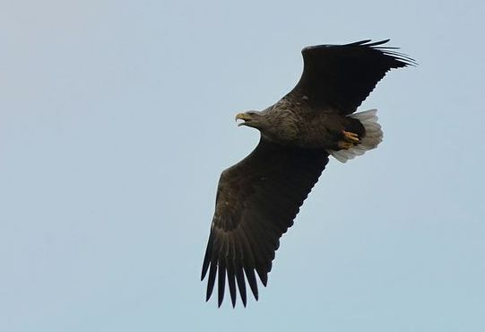 Havørn Ei av to gamle havørner som lekte seg i lufta over Skudeneshavn sentrum 8.11.12. Foto: Oskar. K. Bjørnstad 14.1 1 mot nordvest over Vorrå. 9.