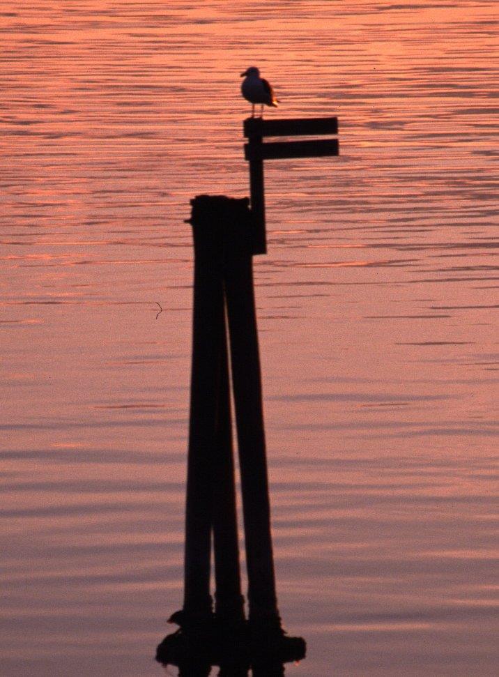 Naturmangfoldloven Omfatter all natur og alle instanser som forvalter natur Ikke en overordnet lov, men en lov som utfyller planog bygningsloven og