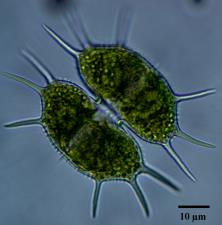 Planteplankton EQRn Bloom indeks: Blågrønnalge maksimum biomasse * EQRn Cyanomax