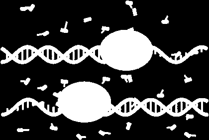 PCR: Amplifisere DNA Milliardfold oppkopiering av spesifikke deler av
