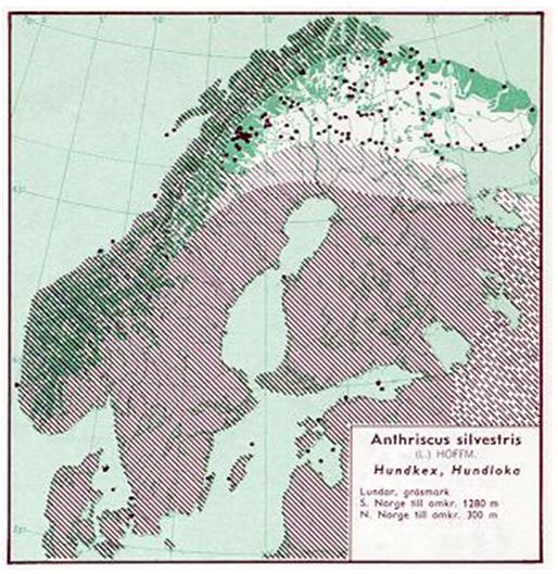 Hundekjeks (Anthriscus sylvestris) De siste 50-60 år har hundekjeks etablert seg sterkt i grasmark i Norge.