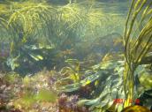 Overvåkingsdesign: Biologiske kvalitetselementer Kyst Innsjø Elv Planteplankton X X Vannplanter og
