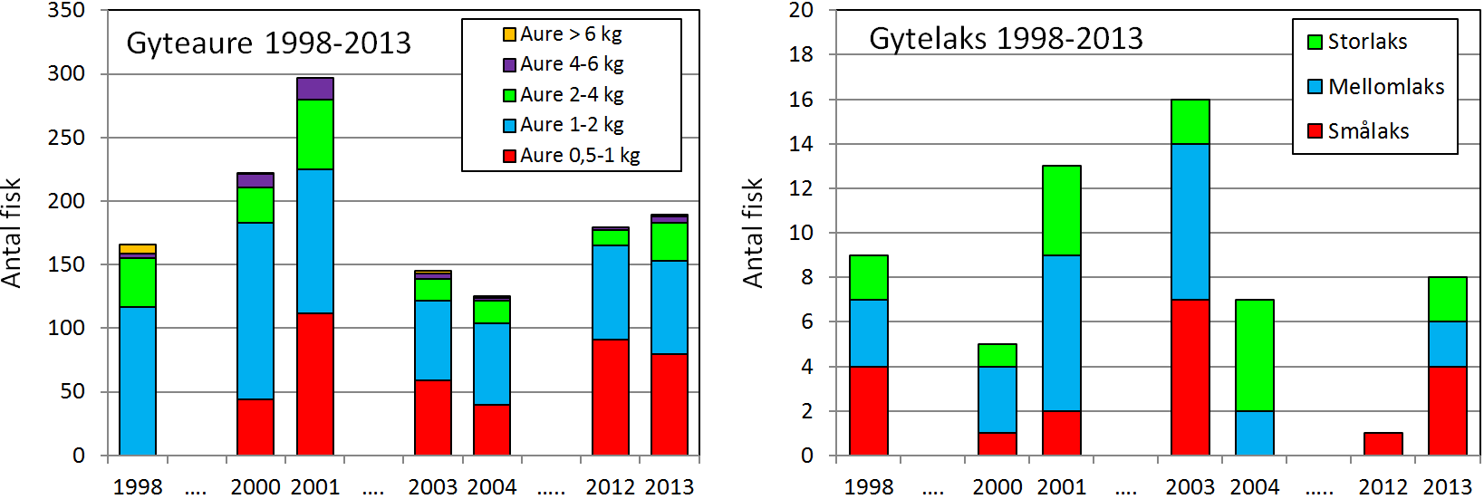 Gytefiskteljingar Antal gyteaure observert ved drivteljingar i Vetlefjordelva har variert ein del mellom år sidan undersøkingane kom i gang i 1998, og har dei to siste åra lege kring 180 fisk (figur
