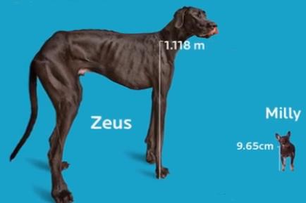 Det kommer helt sikkert ikke til å skje Det er lite sannsynlig at det skjer Det er veldig sannsynlig at det skjer I E P Oppgave 4 Ifølge Guiness World of Records er Zeus verdens høyeste hund og Milly