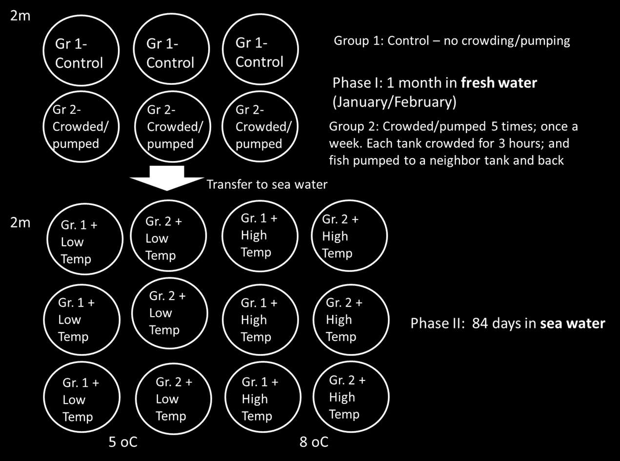 Metode - Fase 2 (saltvann) Varighet: 84 dager 224,1±3,9 fisk per kar (et kar fra fase 1 fordelt mellom to kar i fase 2) Temp: 8 o C