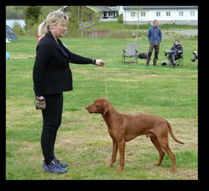 Åpen klasse hannhund: Storm, NO51934/11, eier: Fagerborg, Henriette, Hesseng, oppdretter: Vaag, Gunnar, Oslo.