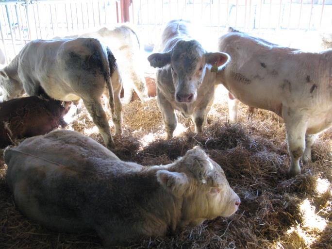 Charolais (1864, 1920) Fransk rase fra områder rundt byen Charolles 6038 insemineringer/år I kryssing med NRF: 90,3 % ingen kalvingsvansker