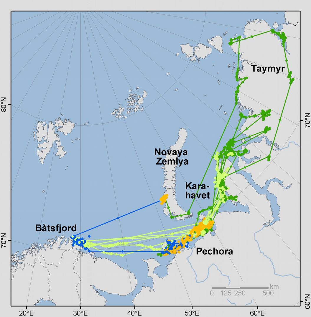 Praktærfugl i Finnmark hvor kommer de fra? Kysten av Nord Norge er et viktig overvintringsområde for praktærfugl, en norsk ansvarsart, men hekkeområdene deres har ikke vært kjent.