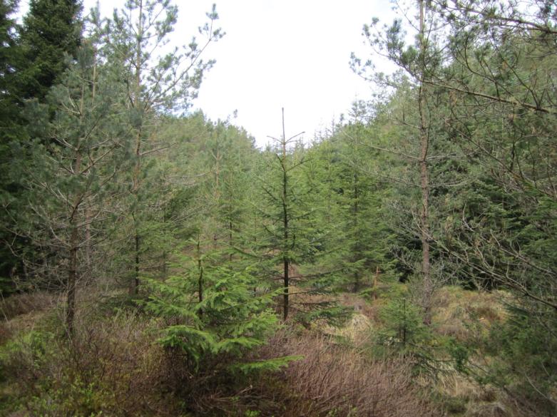 Det er relativt rette kanter på plantefeltene, men det er tydelig gjengroing med løvskog (og kanskje einer). Mosaikken i denne ruta er helt endret.