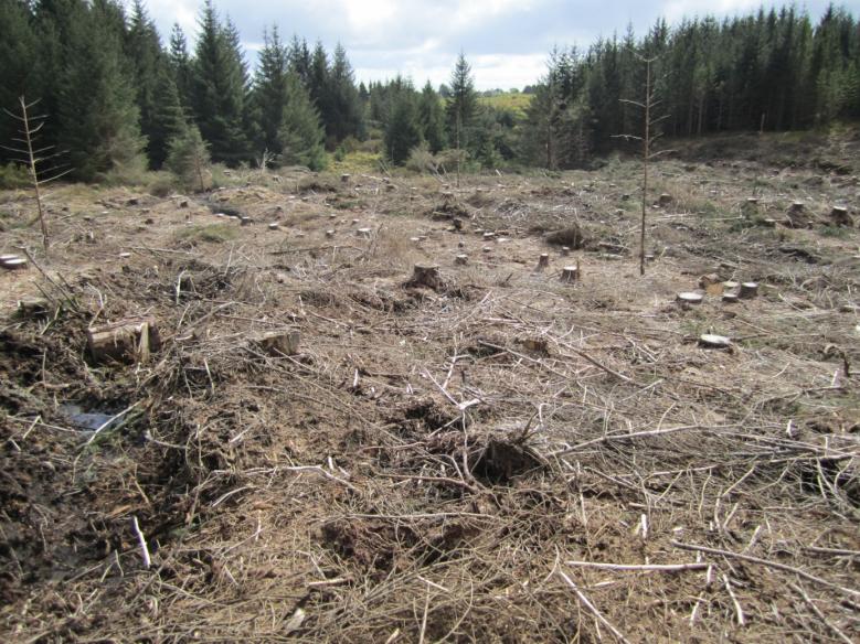 Feltet med sitkagran i sørlige delen av ruta står fortsatt adskilt fra de andre og større feltene. 2008: Det vesle plantefeltet har vokst sammen med øvrig skog i ruta.
