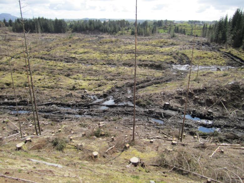 Vi ser tydelig spredning til fastmark. 2008: Ruta er nå en tett sitkaskog som trekker stadig lengre inn på fastmark.