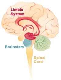 Det limbiske system styrer følelser, motivasjon og assosiasjon mellom følelser og minne, spesielt sterke følelser knyttet til lagret minne av fysiske opplevelser sympatikus aktivitet =