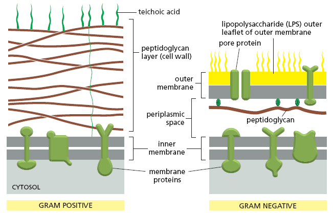 Teori reseptorer på fagocytter og dendrittiske celler. Disse reseptorene som gjenkjenner MAMPs kalles mønstergjenkjennende reseptorer, PRR (pattern recognizing receptors) (Lea, 2006).