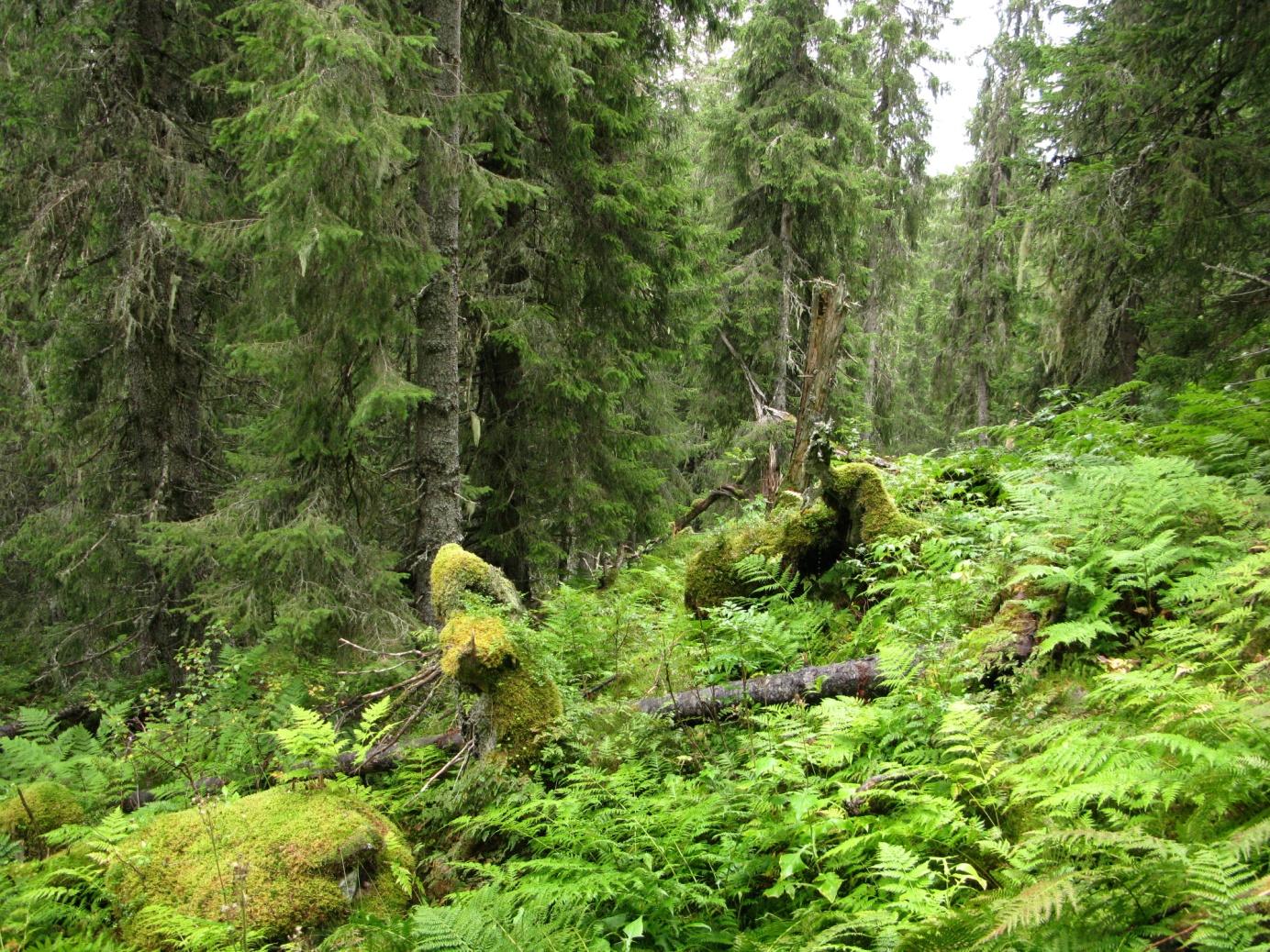 Forord BioFokus har på oppdrag fra Fylkesmannen i Sør-Trøndelag gjort en inventering og kartfesting av rødlistearter og andre signalarter i gammelskog i deler av Bymarka naturreservat i Trondheim