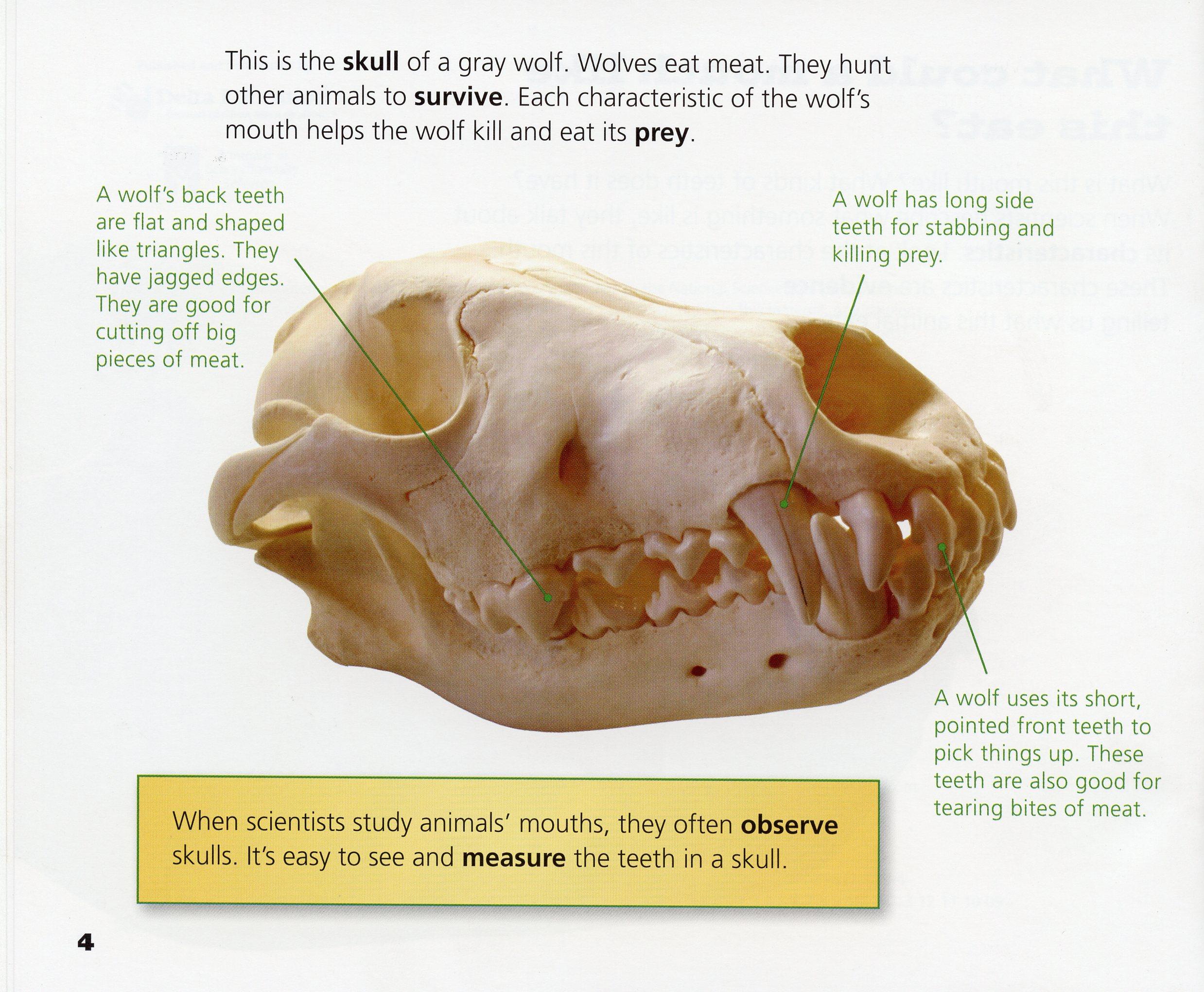 Dette er skallen til en gråulv. Ulver spiser kjøtt. De jakter på andre dur for å overleve. Hver egenskap ved ulvens munn hjelper ulven å drepe byttet sitt.