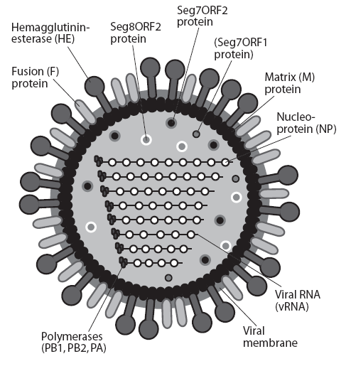 finnes det et fusjonsprotein (F), som virker inn ved frigjøring av virusgenom fra endosom til cytoplasma. Nukleoprotein (NP) pakker inn og beskytter virusgenomet (segment 3).