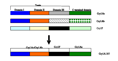 Tabell 2. Størrelsesfordeling av gener og regulatoriske elementer i MON 89034. Figur 2.