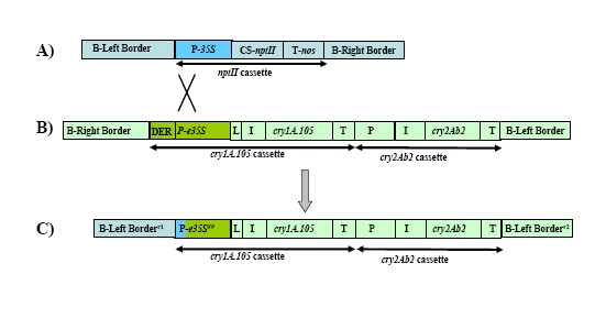 Molekylærbiologiske analyser viser at det rekombinante fragmentet i planten inneholder de samme gener og genelementer som er på det tilsvarende T-DNA I-fragmentet i plasmidet PV-ZMIR245. Både Cry1A.