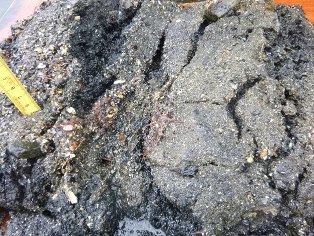 1 Sediment karakteristikk Sedimentene i Ytre Puddefjord grunt var grove med lavt innhold av silt (1-20 %) og medium innhold av TOC (1-5 %).