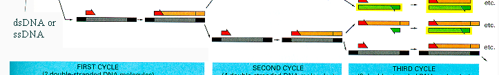 VEDLEGG 1 Analyse av DNA-sekvenser brukt som sporstoff Tradisjonell Polymerase Chain Reaction (PCR) er en enzymatisk amplifikasjonsmetode der en mengde av DNA under optimaliserte reaksjons- og