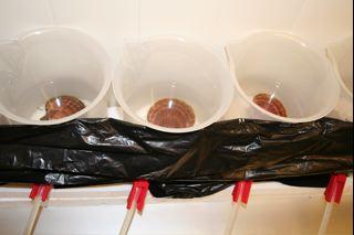 -How efficiently can scallops filter food (algae) from the water when they have