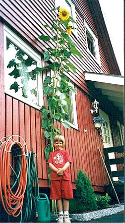 Alternativ II I TV-programmet Sommeråpent var en matematikkekspert gjest hos Anne Grosvold. Der sto en solsikke i en blomsterpotte. Man lurte på hvor høy denne solsikken ville bli etter 8 uker.