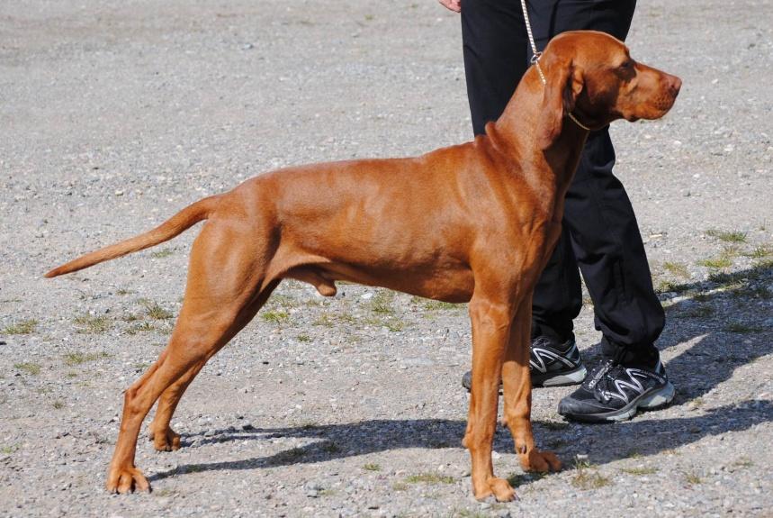 Årets hunder 2011 Klubben ønsker å fremme rasen på flere felt og har satt opp en del kriterier for å kåre årets hunder i regi av Ungarsk Vizsla i Norge (UVN).