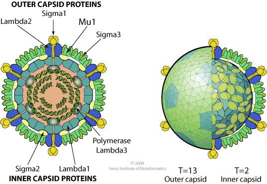 HSMB og Piscine orthoreovirus 2005 2006 2007 2008 2009 2010 2011 2012 2013 2014 HSMI 83 94 162 144 135 131 162 142 134 181 Mortalitet varierer