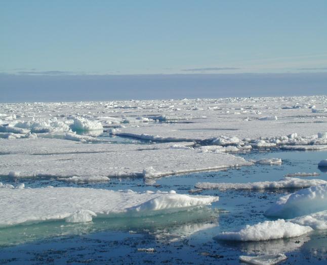 Ice fauna: the amphipod G.