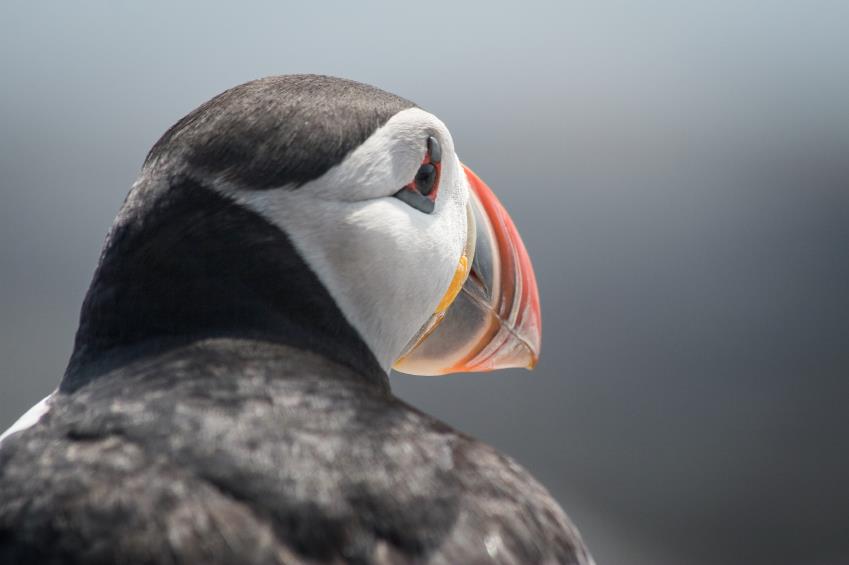 En app for fuglekikkere Bird Alarm er en mobilapp som er laget for å gjøre