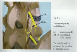 Innervasjon av discus intervertebrale Bilateral innervasjon. Multisegmentell innervasjon. Segmentell innervasjon av lumbale fasettledd Innerveres av mediale gren fra samme nivå og segmentet over.