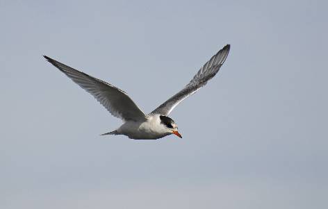 Sjøfugler i Karmøy Hekkesesongen