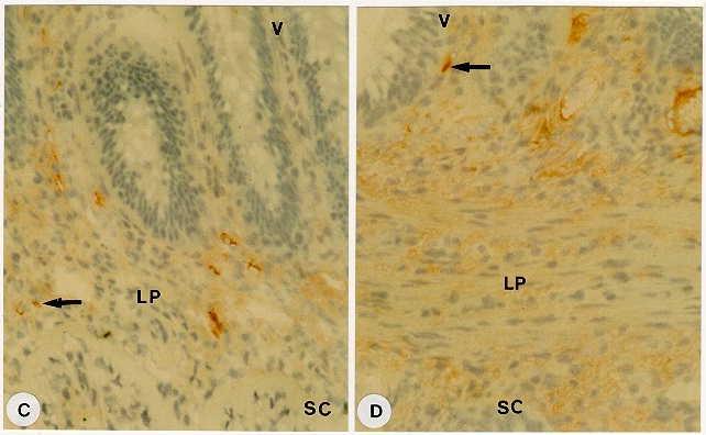 Immune response Karakterisering av immunceller