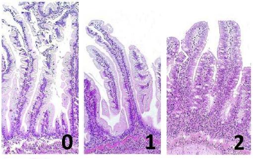 Immune response Karakterisering av