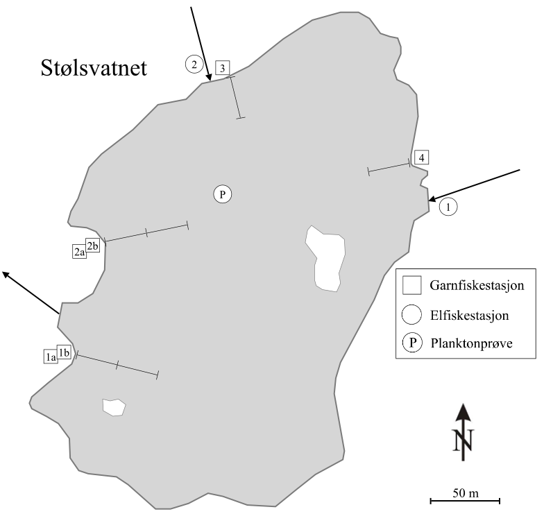 Figur 17. Kart over Stølsvatnet, med avmerking av innløp og utløp (piler), elektrofiskestasjoner (nummererte sirkler), posisjon for planktonprøve ( P ) og plassering av garn (nummererte firkanter).