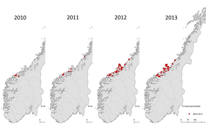 Ved avslutning av forsøket hadde imidlertid alle SAV-smittede grupper lavere vekt enn ikke-infisert kontrollfisk, og det var ikke signifikant forskjell i vekt mellom laks smittet med SAV2 og SAV3.