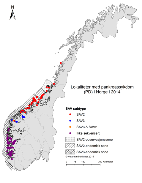 Et smitteforsøk med norske isolater av SAV2 og SAV3 utført i 2013 bekrefter forskjell mellom de to typene av PD-infeksjoner.