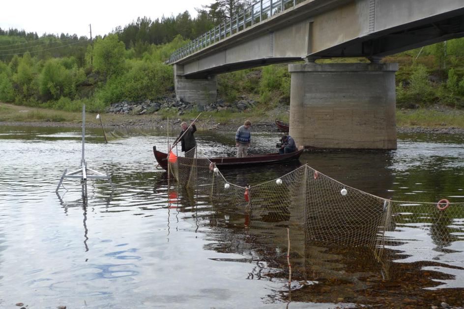 Telling av laks i Kárášjohka (2010) Totalt 1700 laks forbi telleren 1440 smålaks, 660 mellom- og storlaks Av