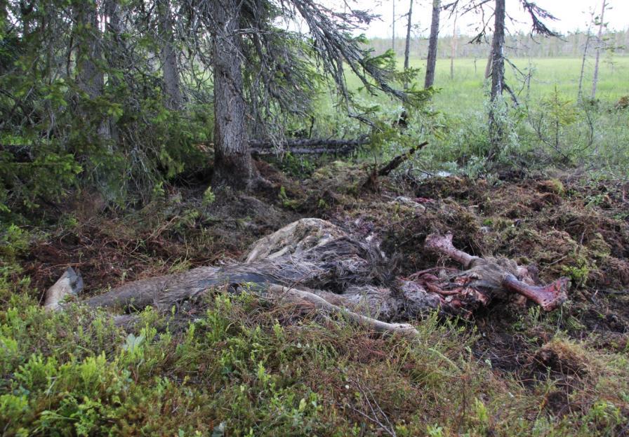 Predasjon på elg Effekt på elgbestanden i Sverige 3 300 bjørner -> 12 000+ elgkalver Et redusert jaktpotensial med 30 prosent.