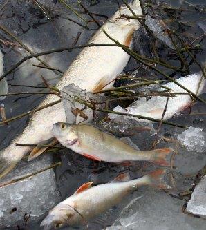 forsuring og forårsaker fiskedød i
