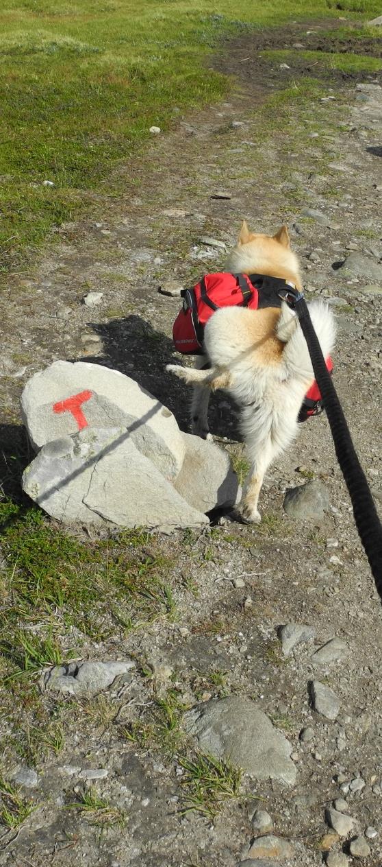 OPPSUMMERING: Norsk Buhund sunn og funksjonell hund Lite sykdom og god adferd Genetisk variasjon OK Vanlig med katarakt «Den som leter finner.