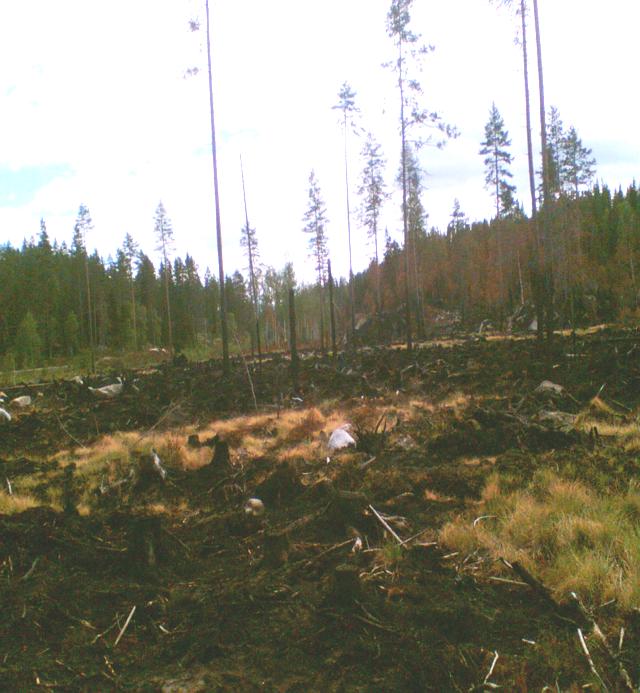 Etter brannen Skogbrann i Våler 14.-17.06.