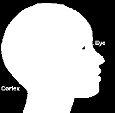 tidlige synssystem ved bruk av